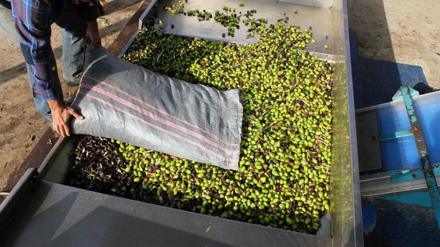 Otpad od prerade maslina, suncokreta i biljni šećeri, budućnost izrade bioplastike?