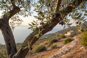 Masline jače od suše