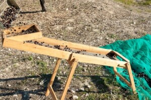 Ubrali 300 kg maslina i pobjegli