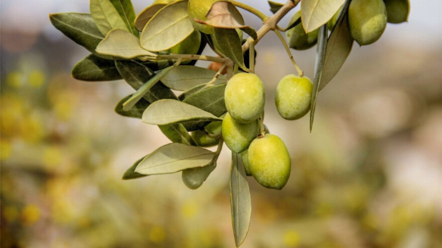 Masline na Hvaru imaju kumove!