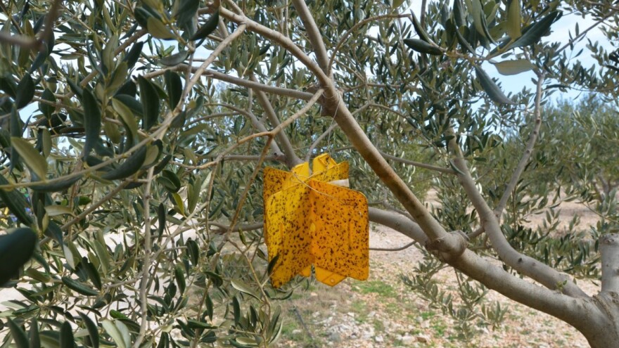 Korisnik ste IAKS mjere 10? Postavite klopke u višegodišnjim nasadima na vrijeme