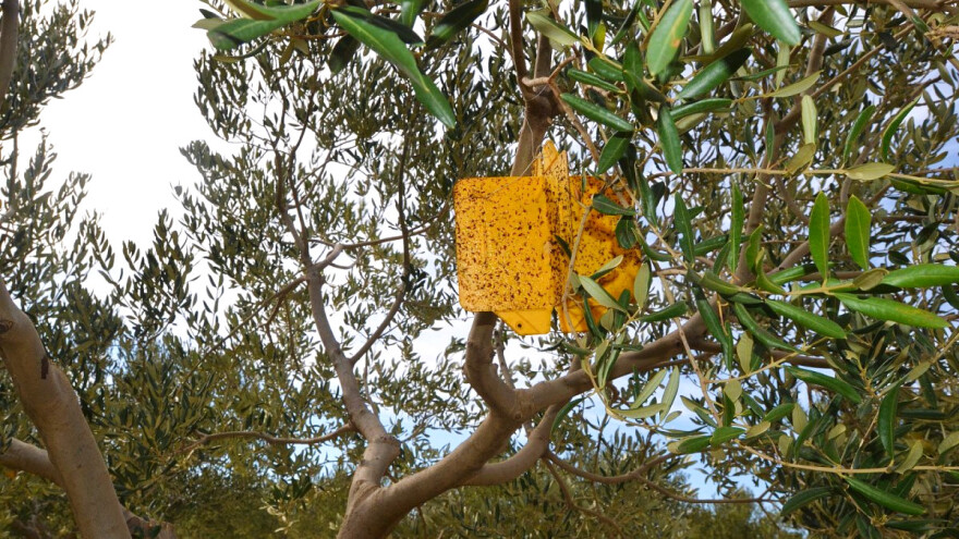 Lovkama i parazitskom osicom protiv potkornjaka i drugih štetnika u maslinku