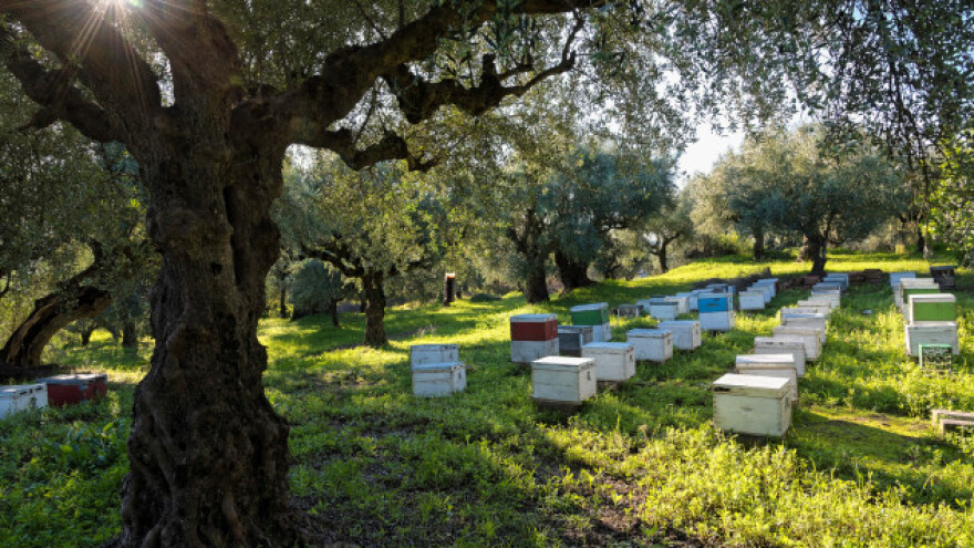 Hercegovačke masline i med - šansa za uspjeh i zaradu