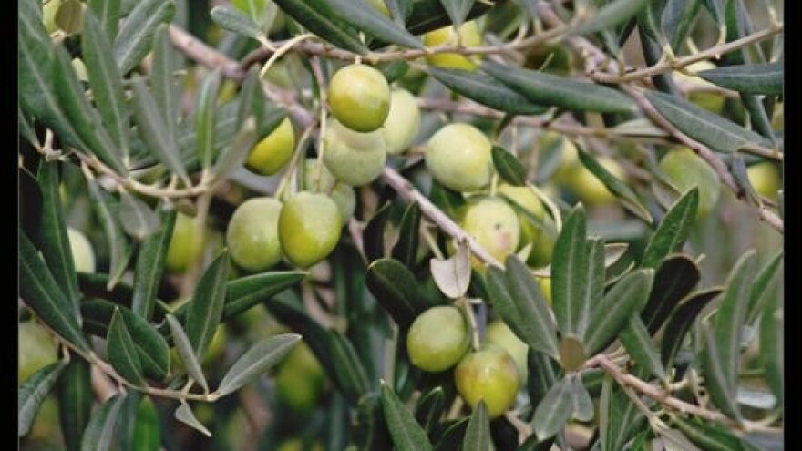 Urod maslina 37 posto veći
