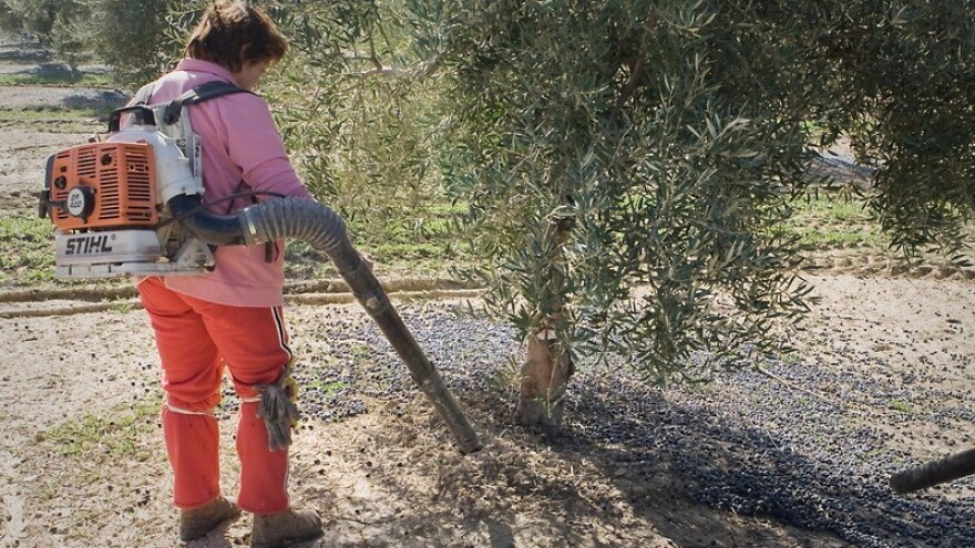 Podbacio urod sorte Oblica