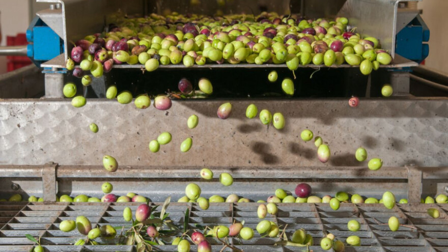 800 tisuća kuna za preradu maslina!