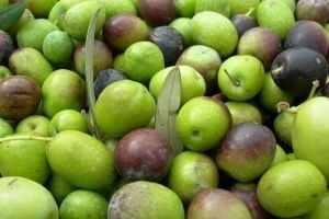 Zaštitite masline od zaraze paunovim okom