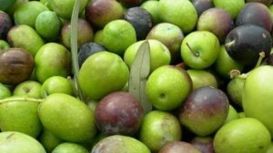 Obavijest maslinarima