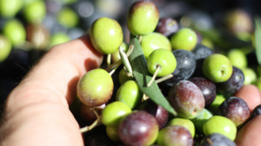 Ekološko maslinarstvo čuva bioraznolikost o kojoj ovisi budućnost čovječanstva