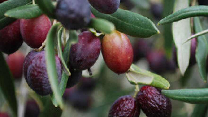 Suša uništila čak dvije trećine uroda maslina!