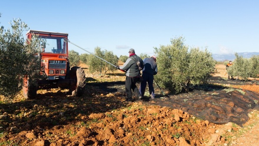 Zaštita maslina od muha i svrdlaša