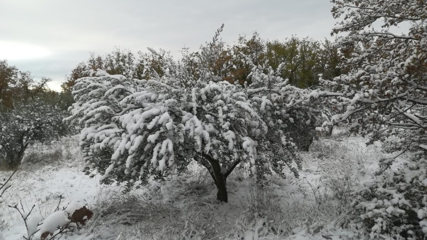 Snijeg i led prouzročili štete u maslinicima Dalmatinske zagore