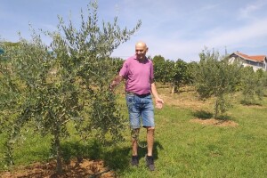 Vinograd pretvorio u maslinik: Ove godine manje roda, ali će ulje biti vrhunsko