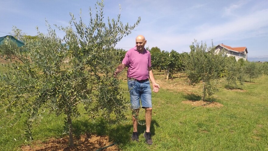 Vinograd pretvorio u maslinik: Ove godine manje roda, ali će ulje biti vrhunsko