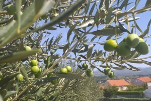 Uljare u Neumu i Stocu otvorile vrata za ovogodišnji rod maslina