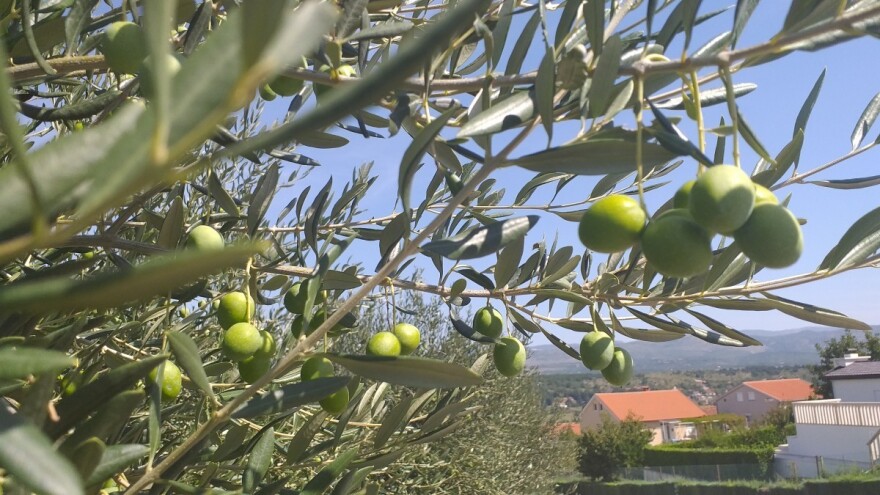 Uljare u Neumu i Stocu otvorile vrata za ovogodišnji rod maslina