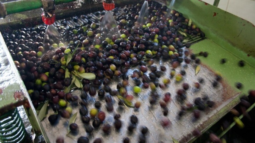 Između najgore i najbolje berbe!