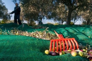 Istra najbolja maslinarska regija na svijetu