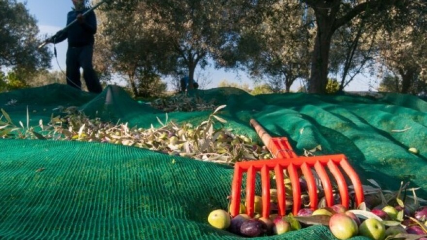 Istra najbolja maslinarska regija na svijetu