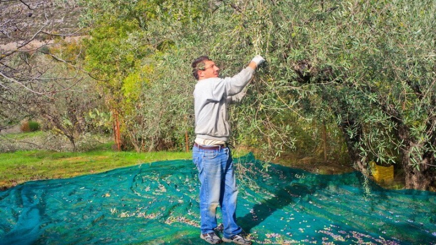 Preventivna tretiranja protiv maslinovih muha