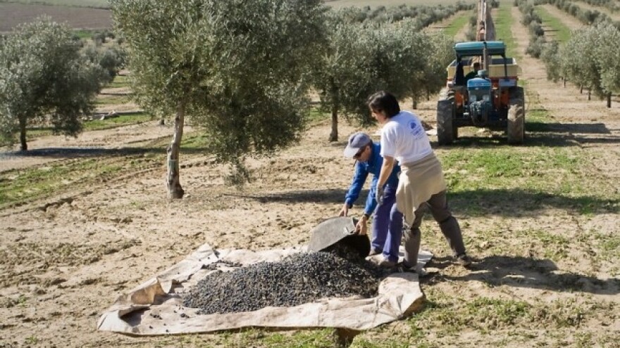 U maslinicima još ima maslinove muhe