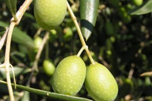 Učionica na otvorenom za maslinare u Buzetu