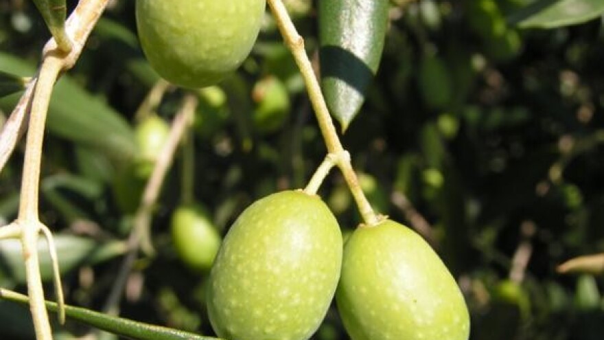 Učionica na otvorenom za maslinare u Buzetu