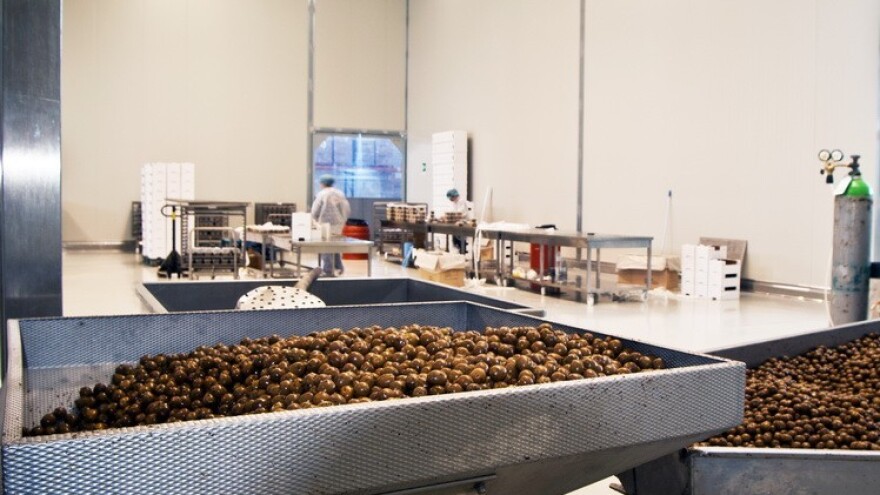 Pomoću IPARD-a do prerade i trženja maslina