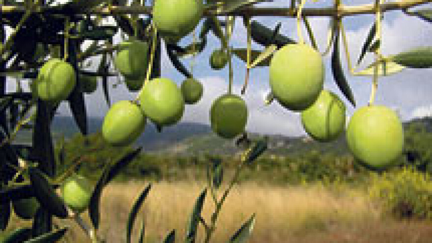 Nijemci žele podići masline