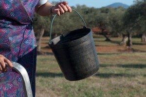 Ljubav i ženska ruka presudne za kvalitetu ulja