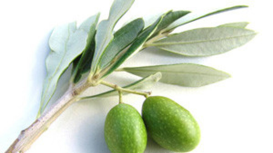 Manifestacije Maslinova ulja hrvatskog juga