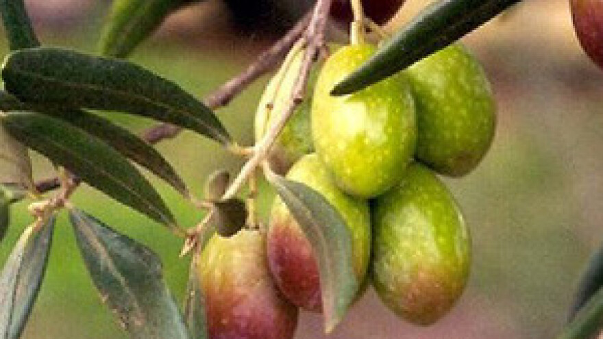 U Hrvatskoj sve više maslinara