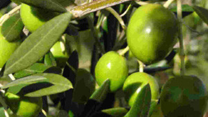 Maslinari naučili praviti ekstra djevičansko ulje