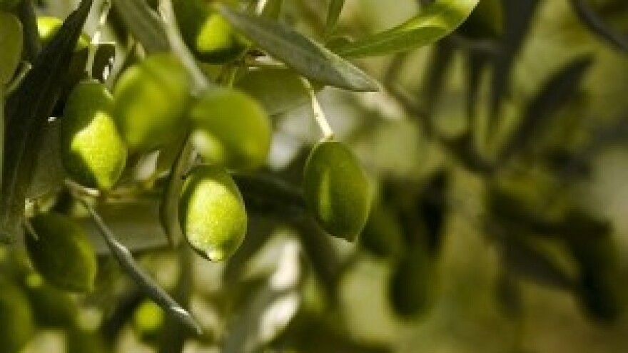 Dodijeljene diplome za 22 županijska maslinara