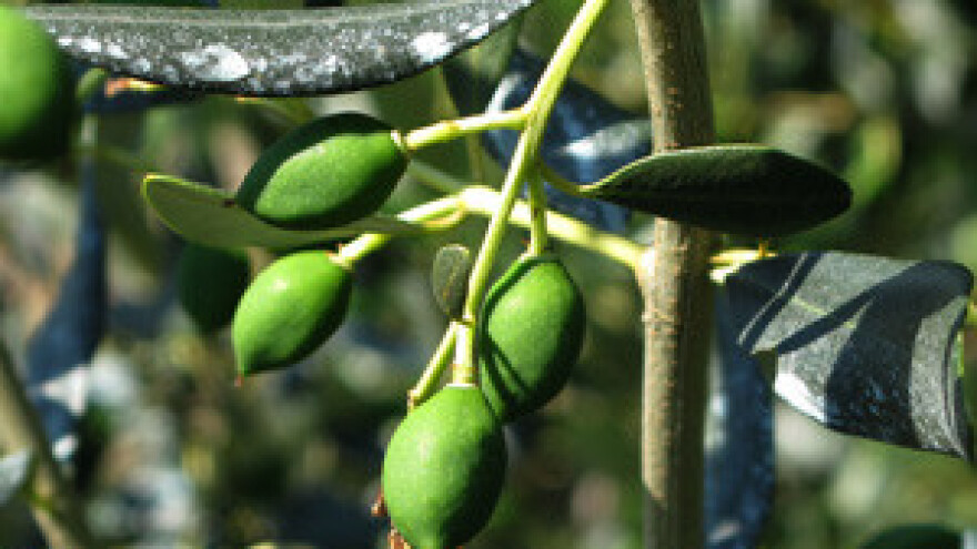 Mamić spasio 6000 maslina iz drače