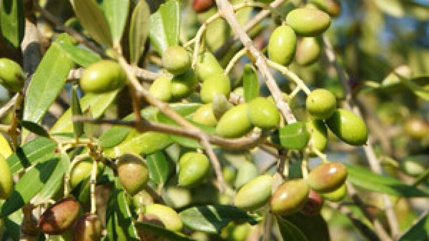 Suša ugrozila masline u dolini Neretve