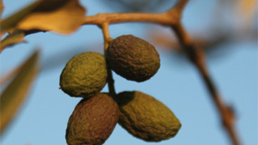 Propadaju maslinici, vinogradi, voćnjaci, čak i korov...