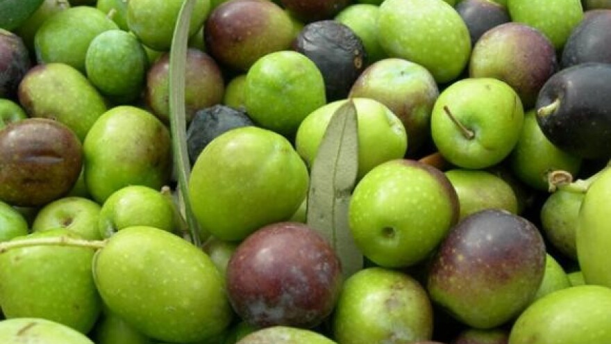 Nove uljare na Bokanjcu i u Zemuniku