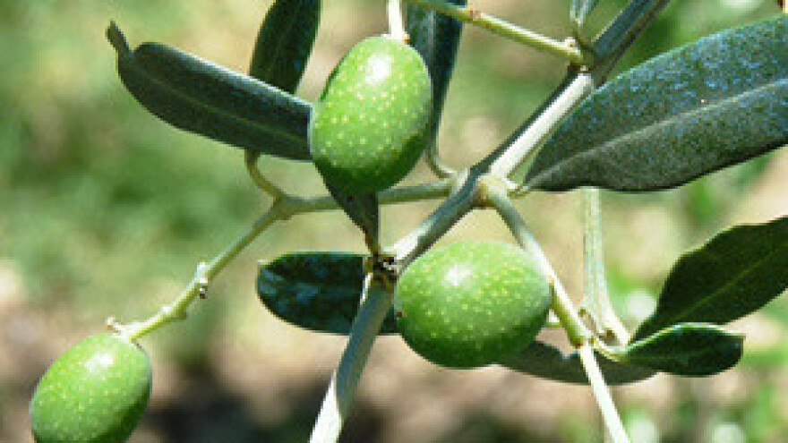 Šteta nad 400.000 maslina u Marini je 10 milijuna kn