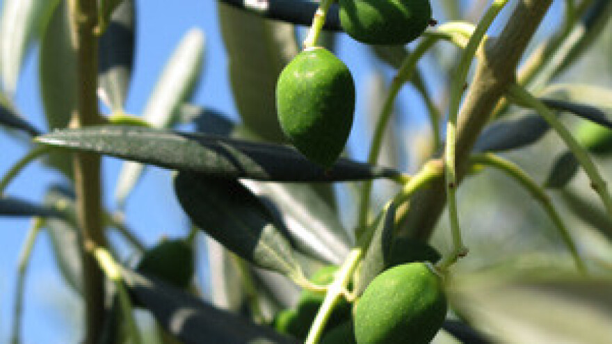 Zbog suše maslinovo ulje skuplje čak 62 posto