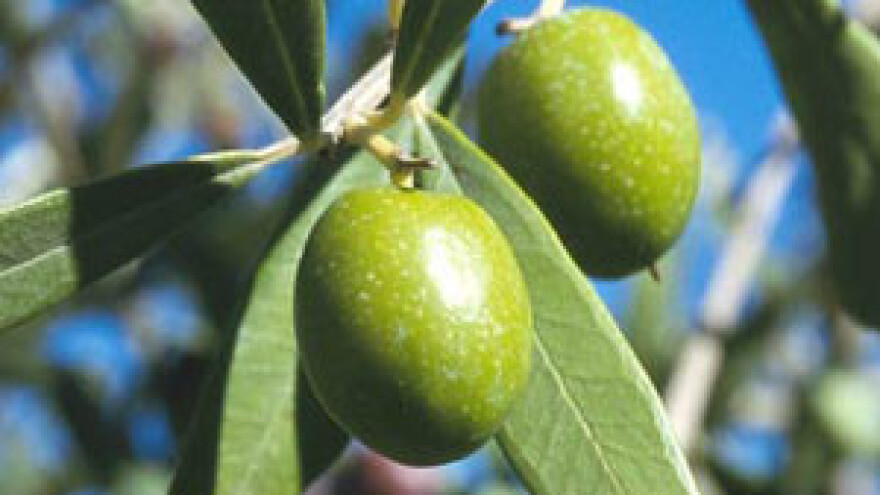 Maslinari, još nije vrijeme za berbu!