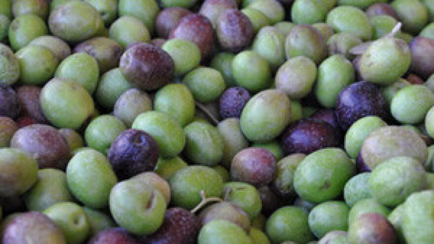 Maslinari imaju pune ruke posla