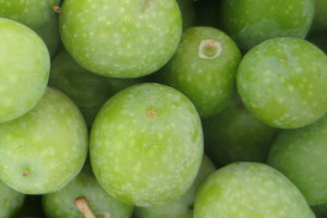 Prerada maslina