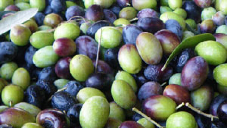 Probiotici iz maslina