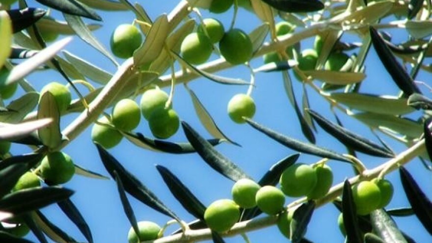 Maslinarstvo nezamislivo bez strojeva