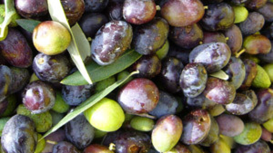 Na danima maslinovog ulja 80 izlagača