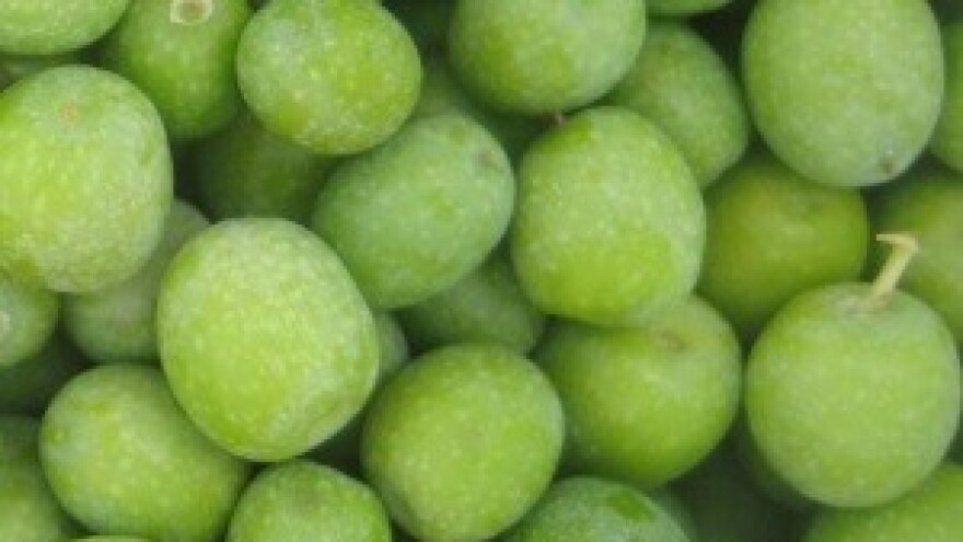 Otočni maslinari zauzimaju se za tradicijski način prerade