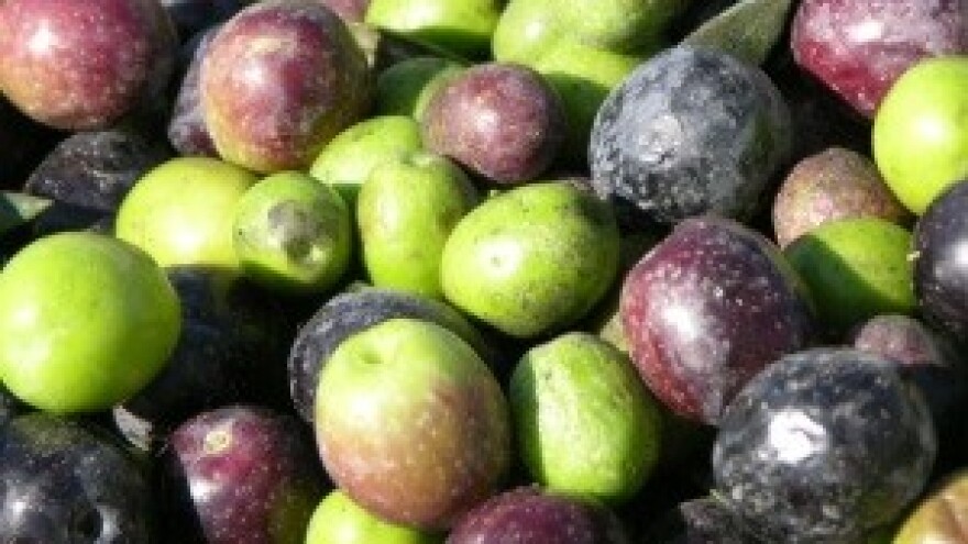 4. Manifestacija Maslinova ulja hrvatskog juga