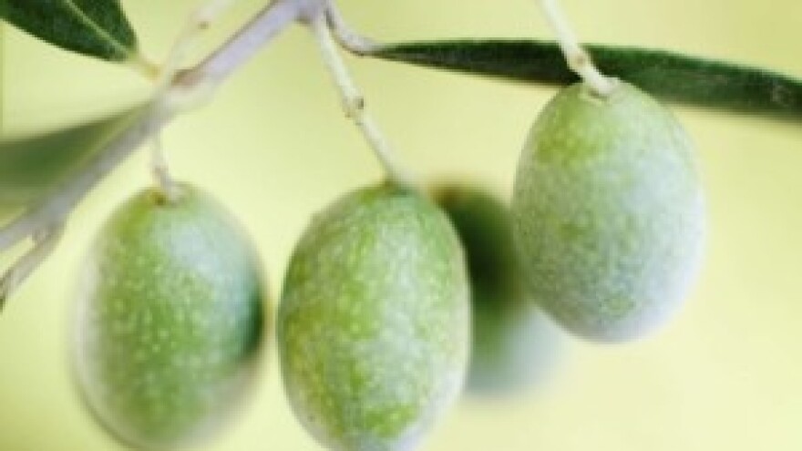 Zajednički brendovi ulja spasit će maslinare