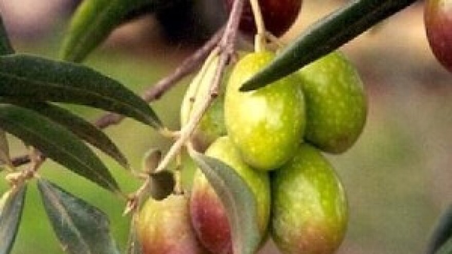 Štimčevo ulje među 14 najboljih na svijetu